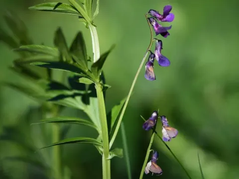 Vivanti Vetch