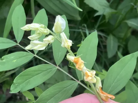 Smooth vetchling