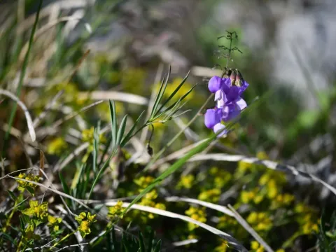 Lathyrus filiformis