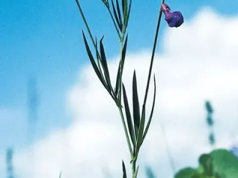 Bauhin's pea