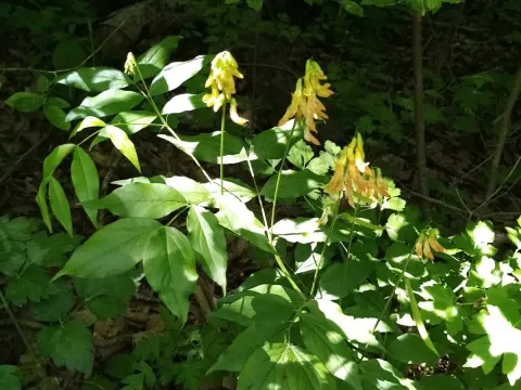 Golden pea