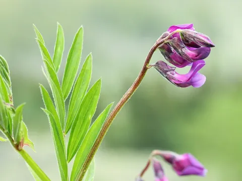 Чина альпийская