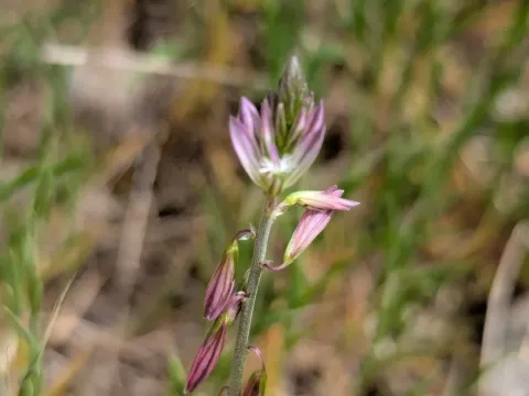 Montpellier milkwort