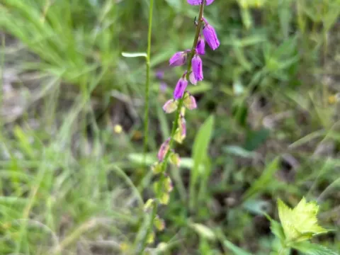 Piedmont milkwort