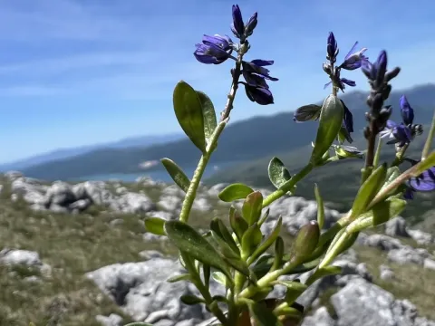 Alpine Milkwort