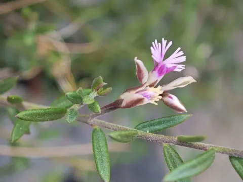 Polygala rupestris