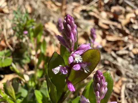 Bitter milkwort