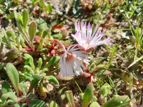 Dorotheanthus