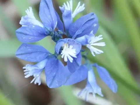 Грянкун вапняковий