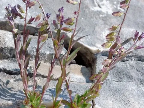 Polygala carueliana