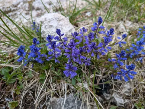 Bitter milkwort