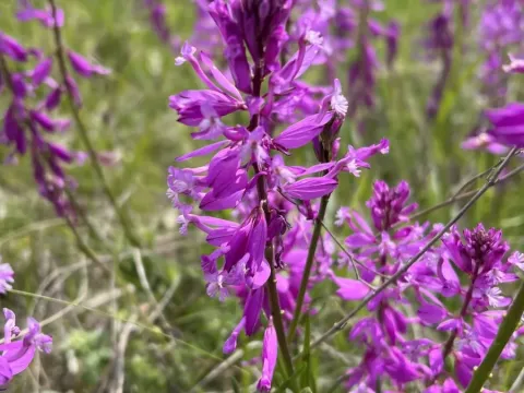 Large milkwort