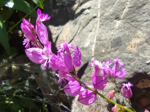 Polygala boissieri