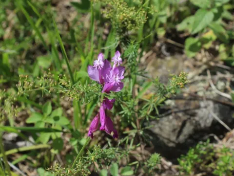 Polygala anatolica