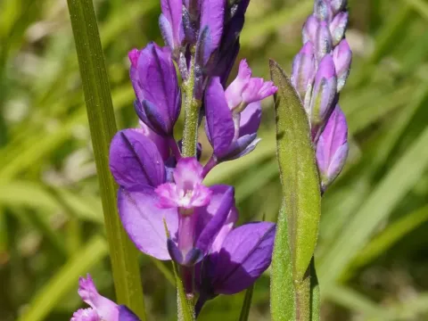 Tufted milkwort