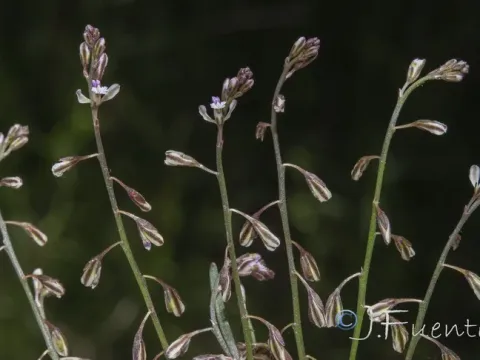 Thin milkwort