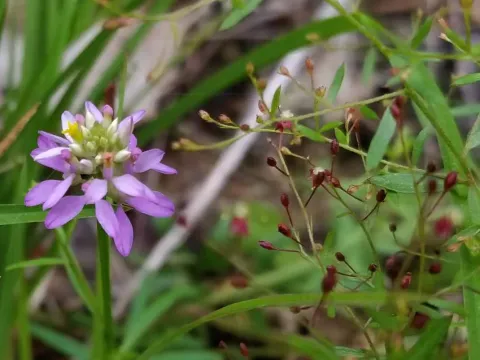Curtiss' milkwort
