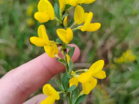 False-procumbent broom