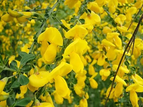Cytisus commutatus