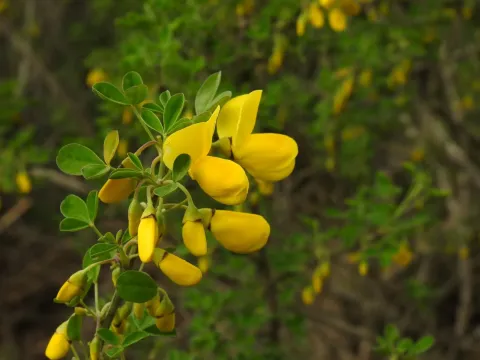 Tree broom