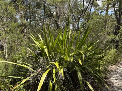 Doryanthes