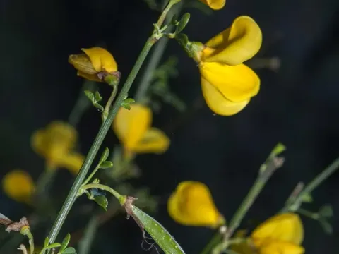 Malagan Broom