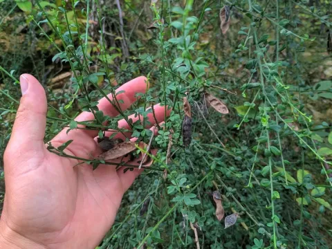 Cantabrian broom