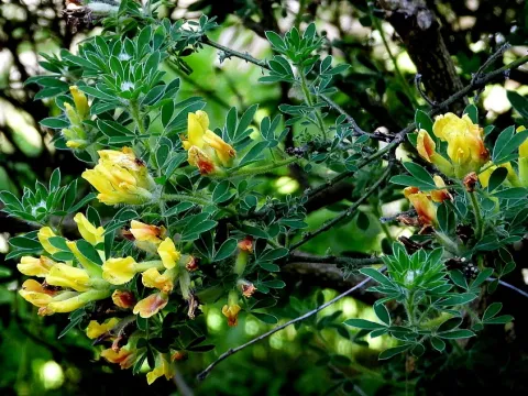 Hairy-fruited broom