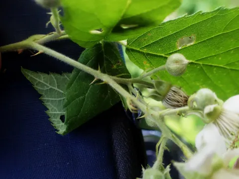 Large-leaved blackberry