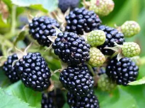 Rubus chloocladus