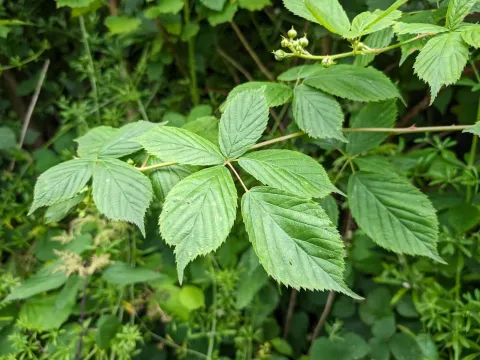 Rubus sulcatus
