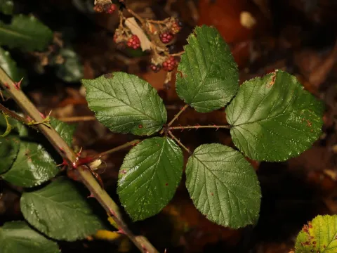 Heart-leaved blackberry