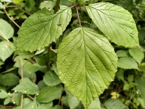 Rough blackberry