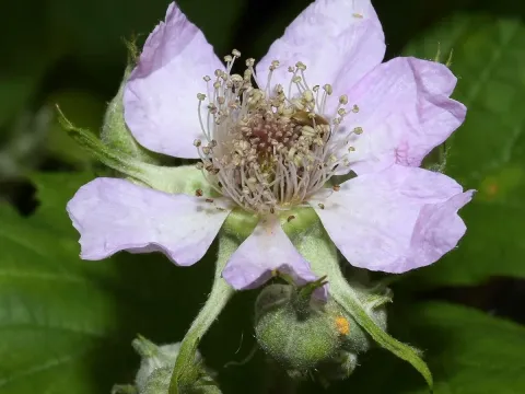Rubus questieri