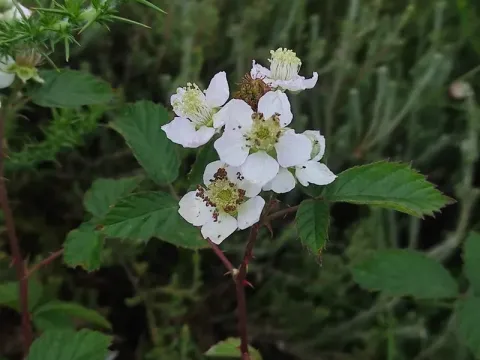 Rubus sampaioanus