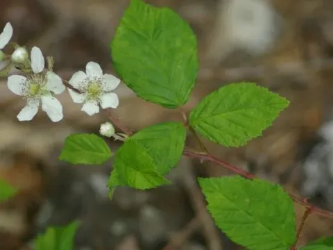 Rubus vigoi