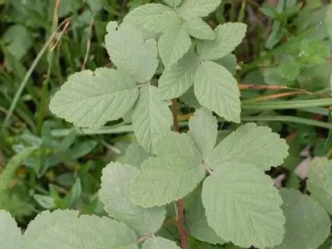 Rubus incanescens