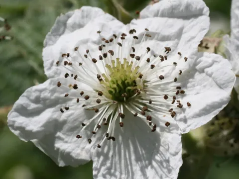 Рубус Лайнца