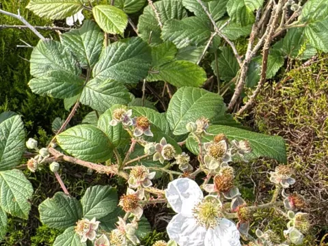 Rubus hochstetterorum