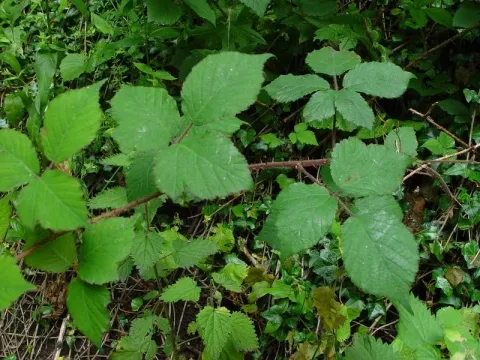 Brown blackberry