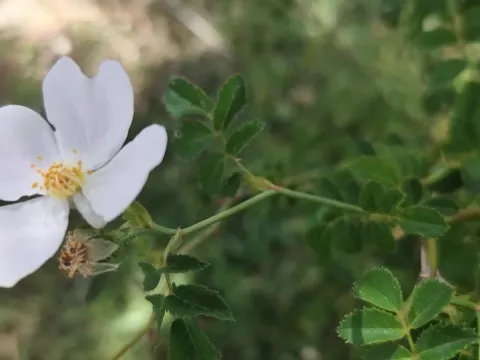 Pouzin's rose