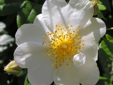 Evergreen Rose