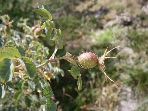 Fir-leaved rose