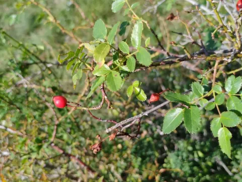 Rosa nitidula