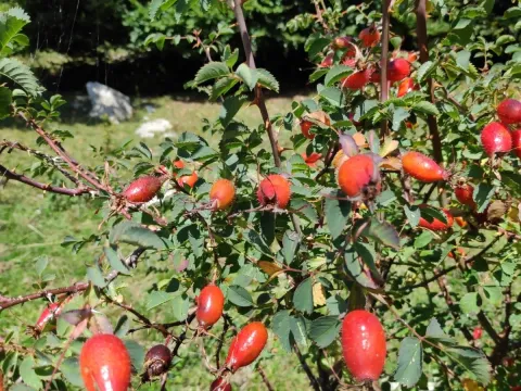 Mountain rose