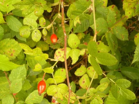 Deseglise's Rose