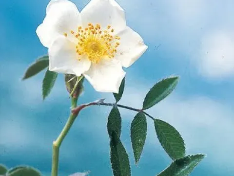 Chavina Rose