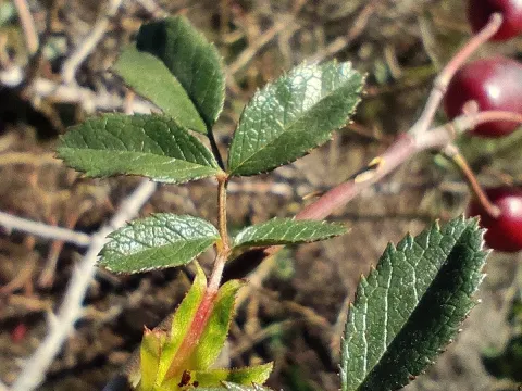 Rosa squarrosa