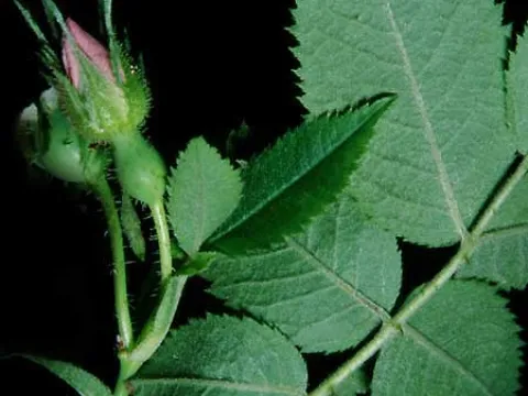 Rosa scabriuscula