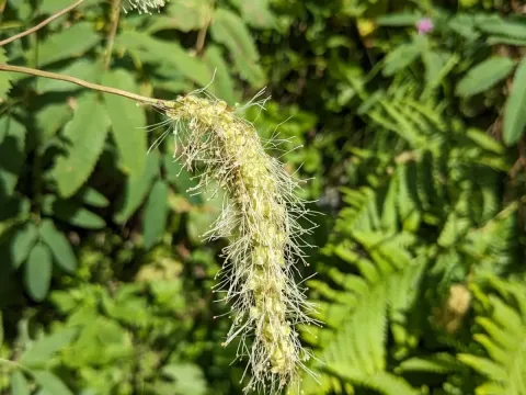 Sanguisorba dodecandra